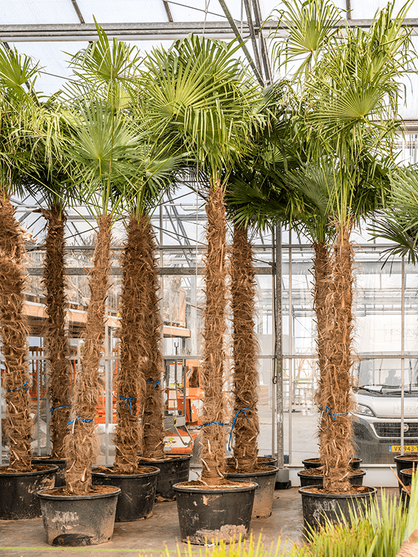 2 Palmiers Trachycarpus Fortunei (palmier éventail Chinois) - Pot ⌀21 Cm, 60-70 Cm, Résistant Au Froid - Plante Jardin Exotique