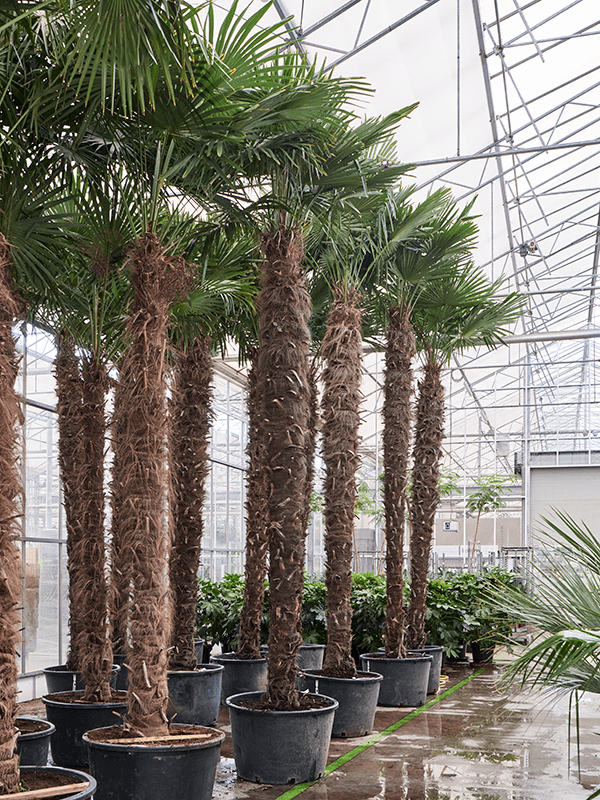 
                  
                    Trachycarpus Fortunei
                  
                