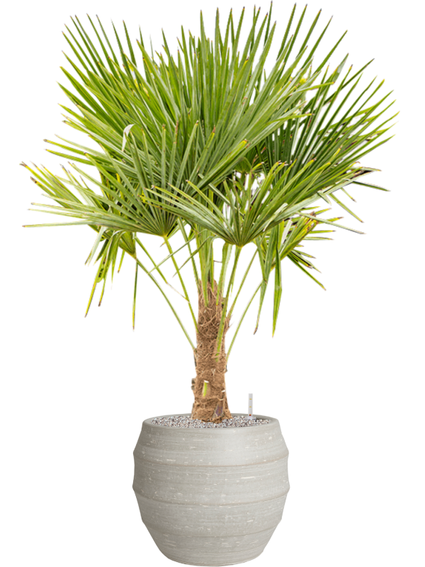 
                  
                    Trachycarpus Fortunei
                  
                