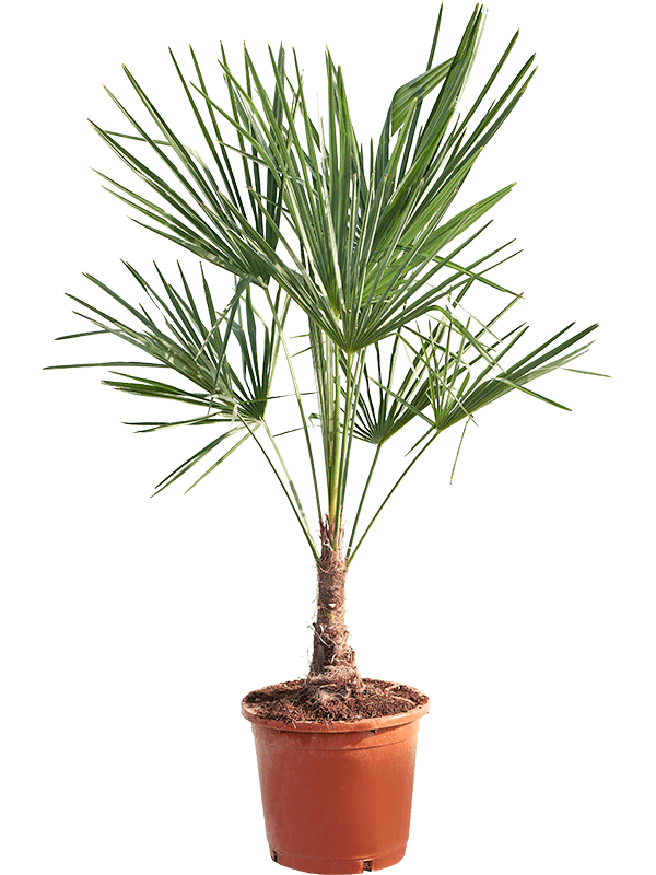 
                  
                    Trachycarpus Fortunei
                  
                