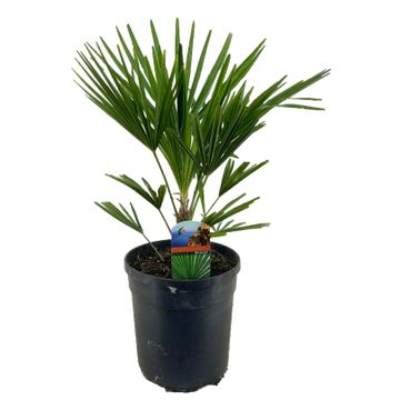 
                  
                    Trachycarpus Fortunei
                  
                