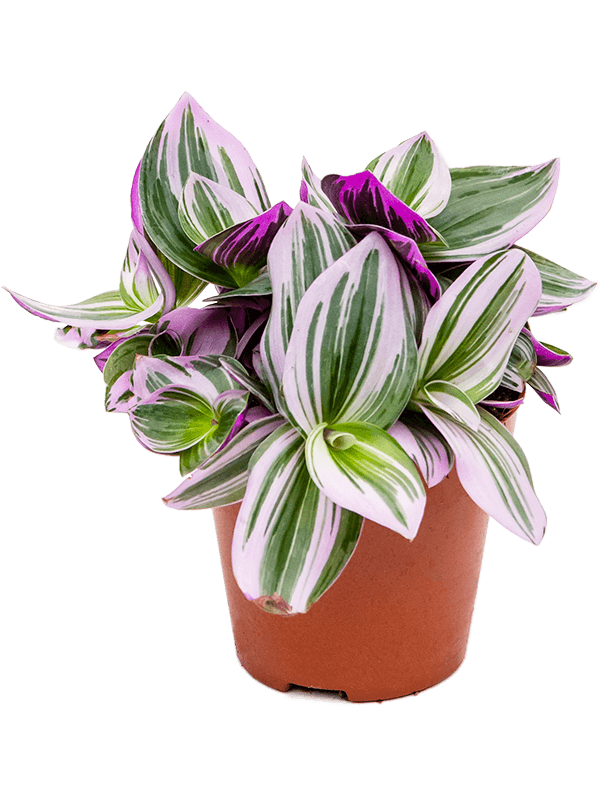 
                  
                    Tradescantia albiflora 'Nanouk'
                  
                