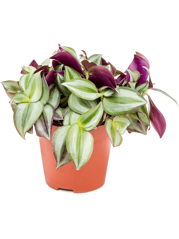 
                  
                    Tradescantia zebrina misére
                  
                
