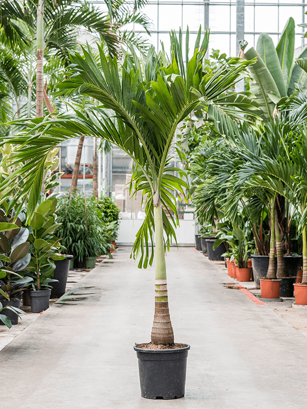 Acheter Palmier Veitchia Adonidia Merrilli Jardinerie Natura B ziers acheter-palmier-veitchia-adonidia-merrilli-jardinerie-natura-b-ziers