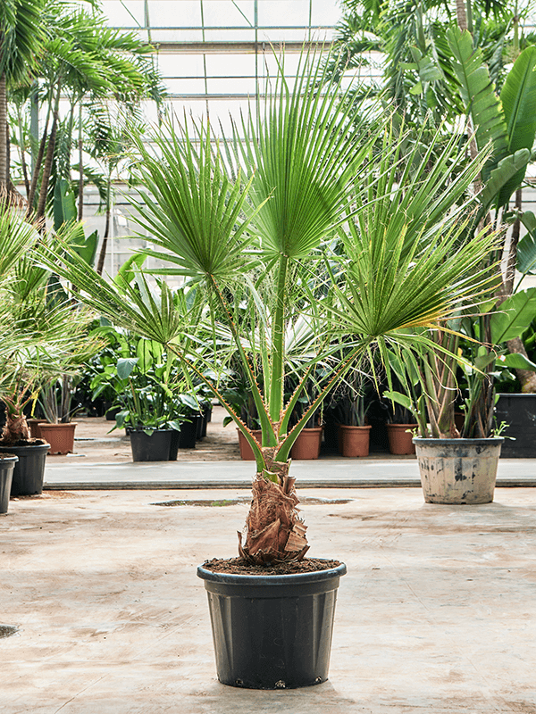Washingtonia filifera
