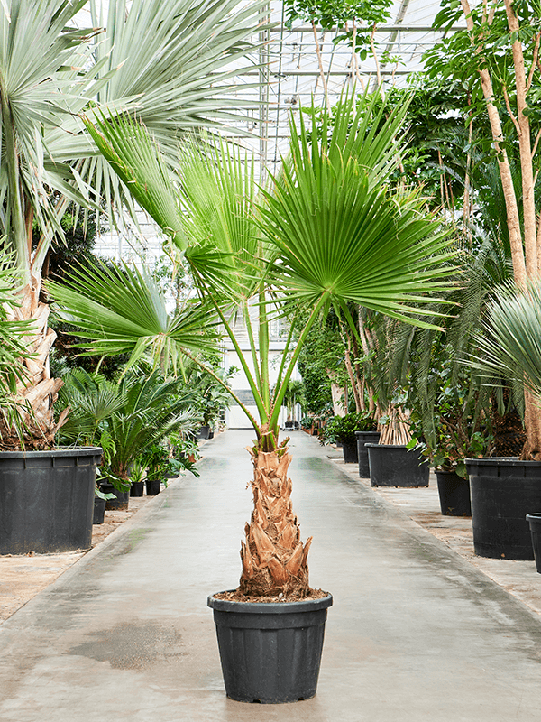 
                  
                    Washingtonia robusta
                  
                