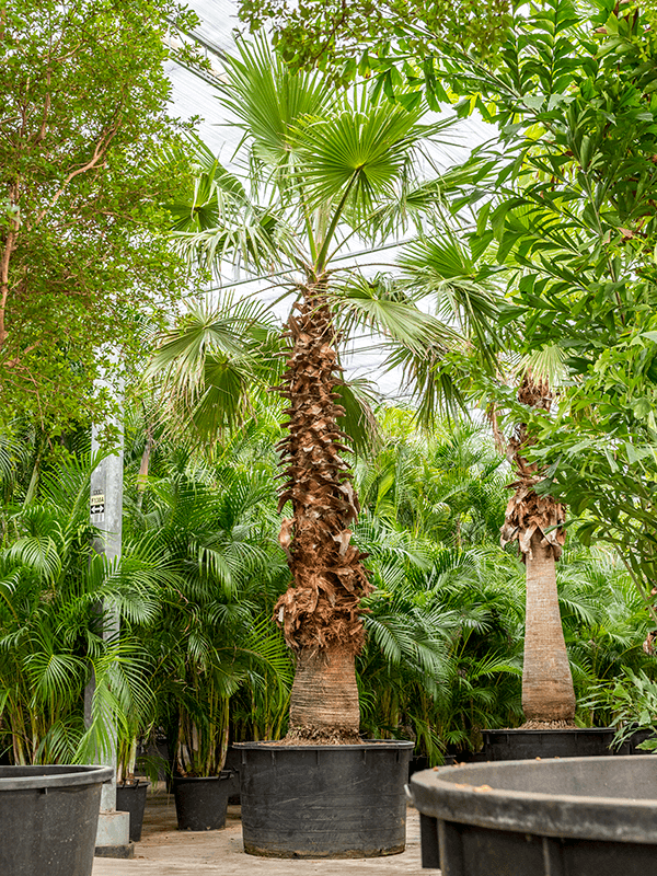 
                  
                    Washingtonia robusta
                  
                