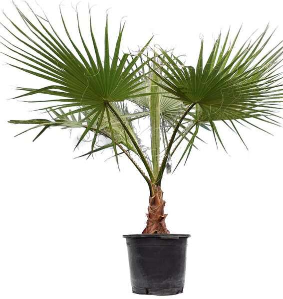 
                  
                    Washingtonia robusta
                  
                