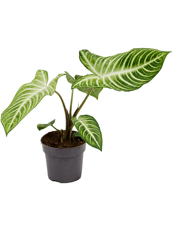 Xanthosoma lindelii