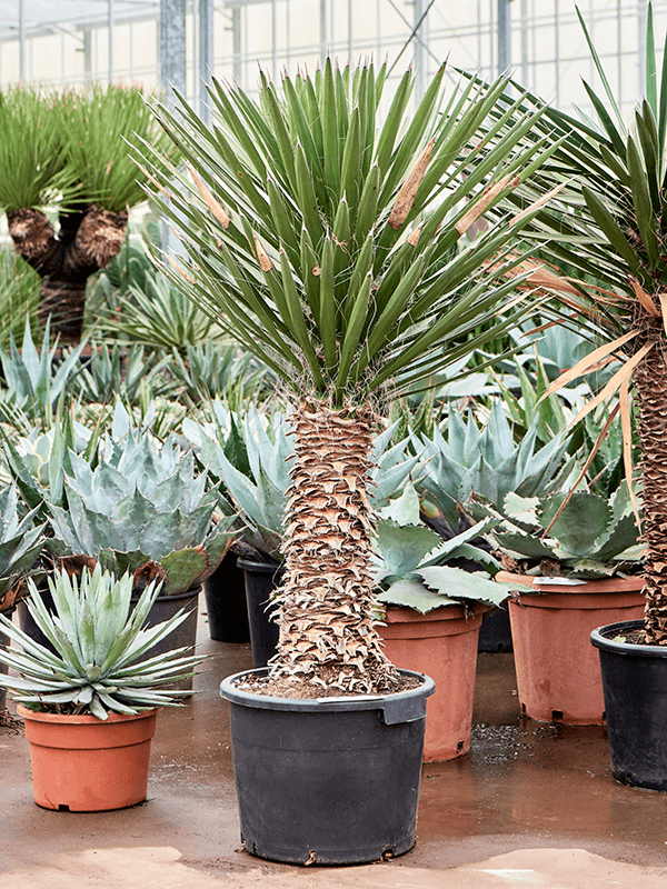 
                  
                    Yucca Filifera
                  
                