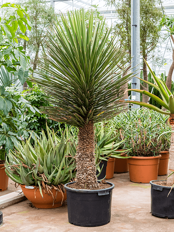 
                  
                    Yucca Filifera
                  
                