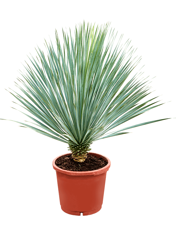 
                  
                    Yucca Rostrata
                  
                