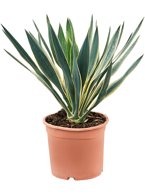 
                  
                    Yucca gloriosa Variegata
                  
                