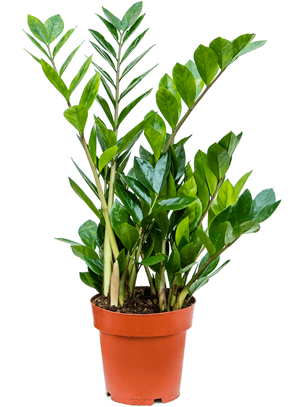 
                  
                    Zamioculcas zamiifolia
                  
                