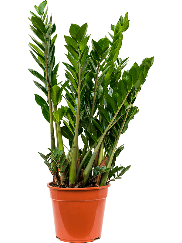 
                  
                    Zamioculcas zamiifolia
                  
                