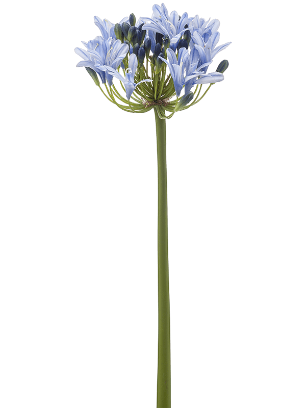
                  
                    Agapanthes artificiel
                  
                