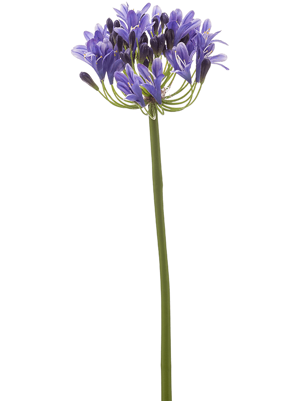 
                  
                    Agapanthes artificiel
                  
                