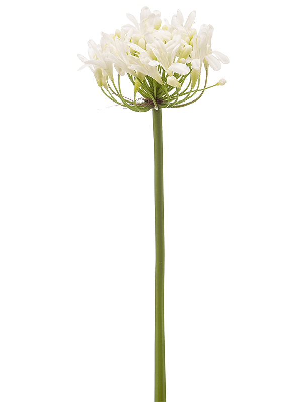 
                  
                    Agapanthes artificiel
                  
                