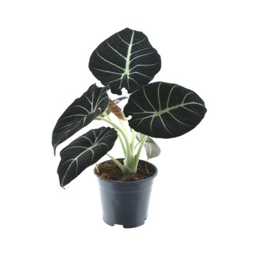 alocasia reginula black velvet