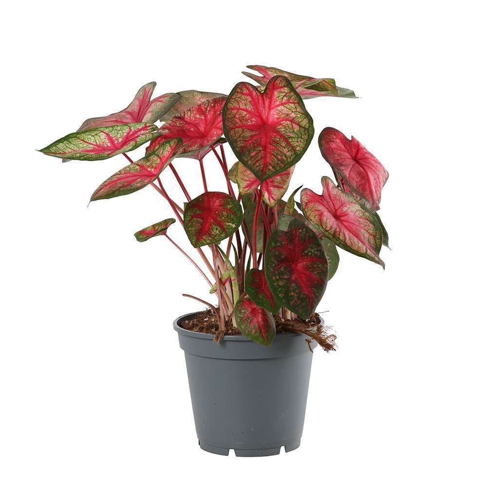 
                  
                    un caladium rouge avec ses feuilles typique rouge légére et velouté, en substrat dans son pot noir de croissance vendu en ligne et en boutique par la jardinerie Béziers Natura dans l'Hérault
                  
                