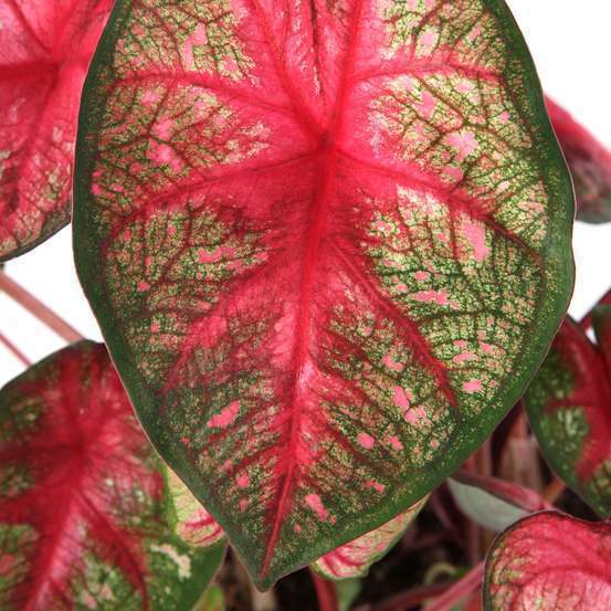 
                  
                    Caladium Rouge
                  
                