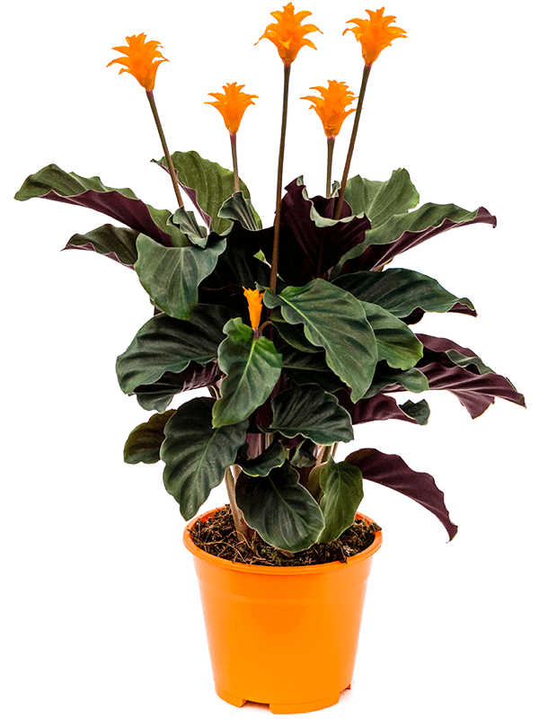 Calathea Crocata