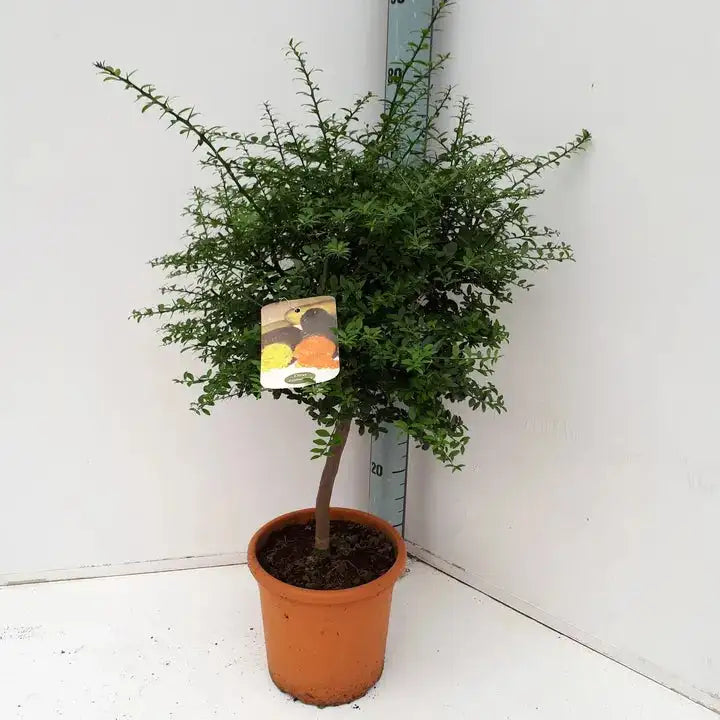 un citronnier caviar feuillu du type agrume, avec son tronc de 50 cm, en substrat dans son pot marron de croissance , vendu en ligne et en boutique par la jardinerie Béziers Natura dans l'Hérault