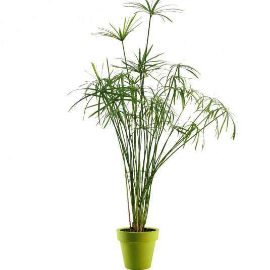 
                  
                    un papyrus avec ses longues tiges supportant un tete en parasol composé de plusieurs feuilles filne ce produit est proposé en boutique ou en ligne par la jardinerie Béziers Natura dans l'Hérault
                  
                