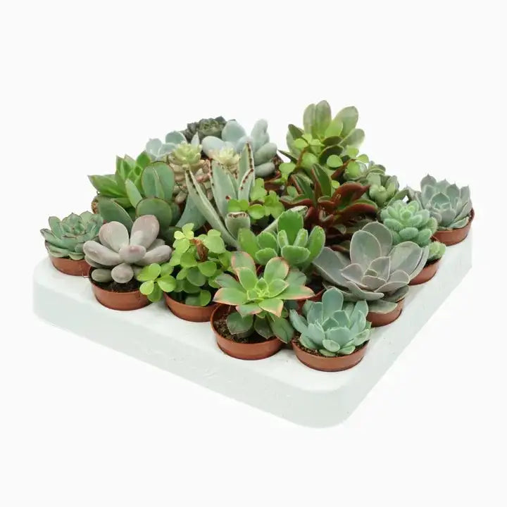 
                  
                    Mix succulentes x5
                  
                