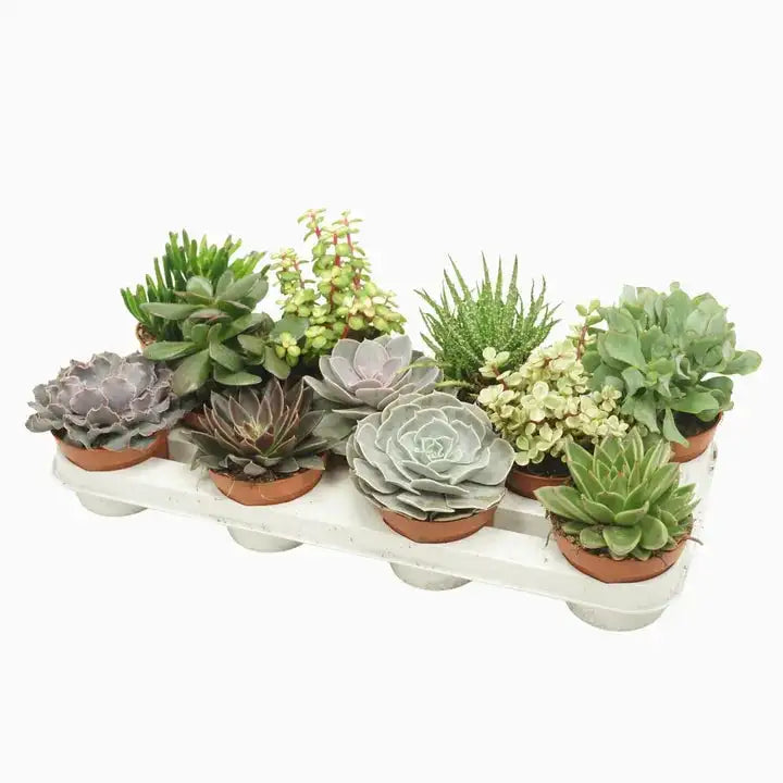 
                  
                    Mix succulentes x5
                  
                