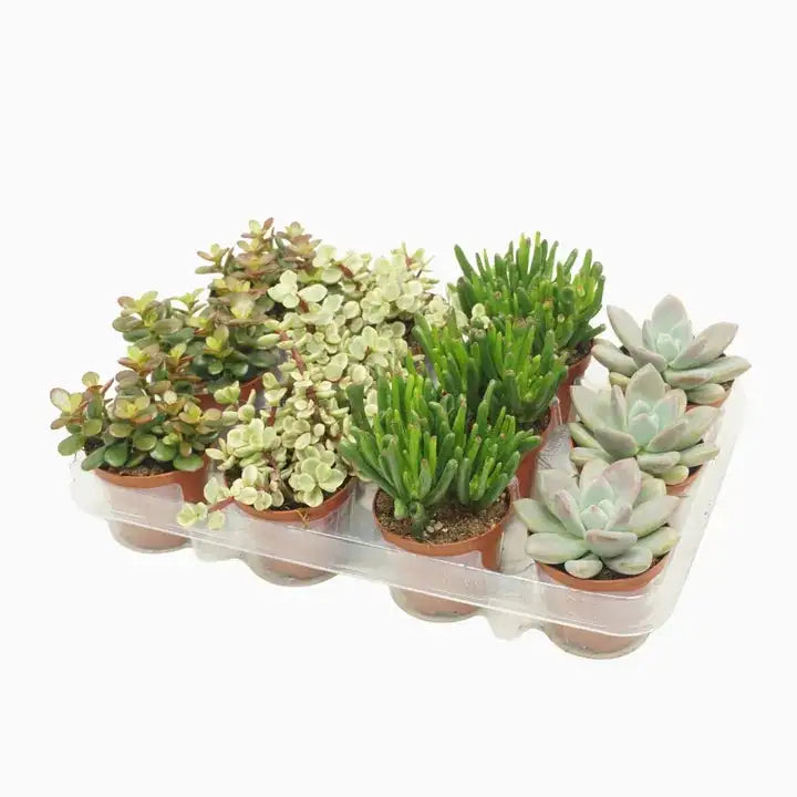 
                  
                    Mix succulentes x5
                  
                