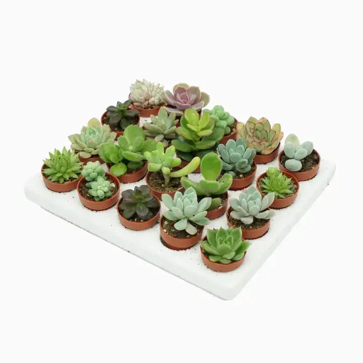 
                  
                    Mix succulentes x5
                  
                