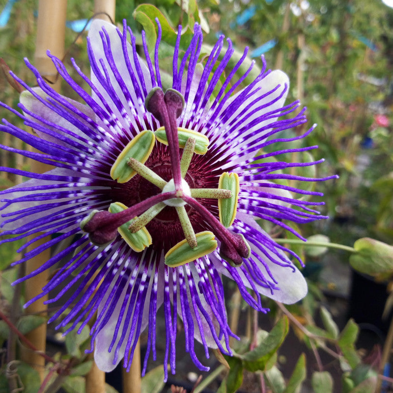 Passiflore