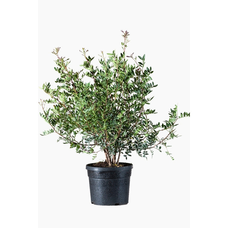Pistacia vera kermann