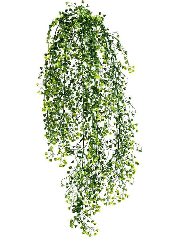 Asparagus Baby tear artificiel