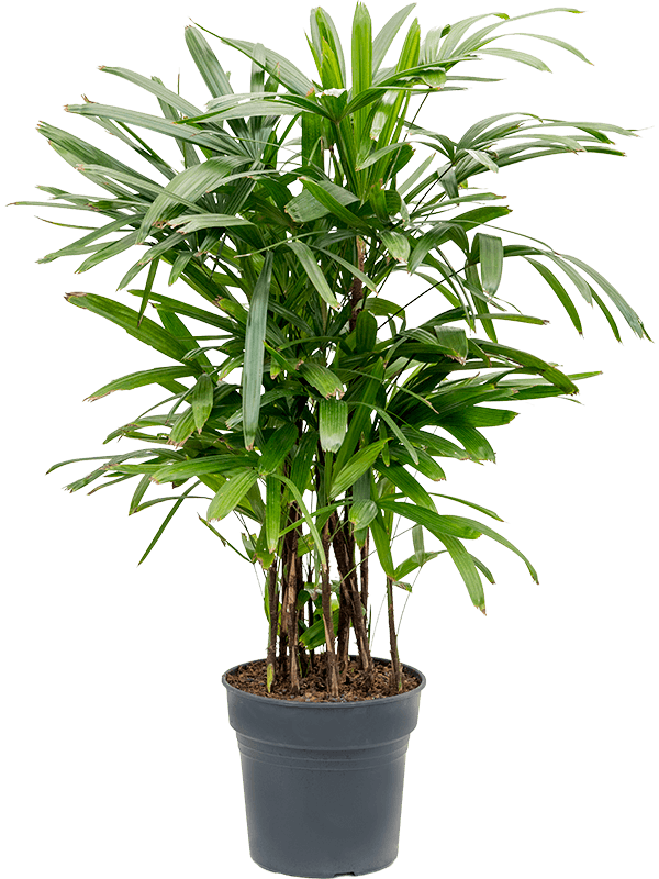 
                  
                    Rhapis exelsa
                  
                