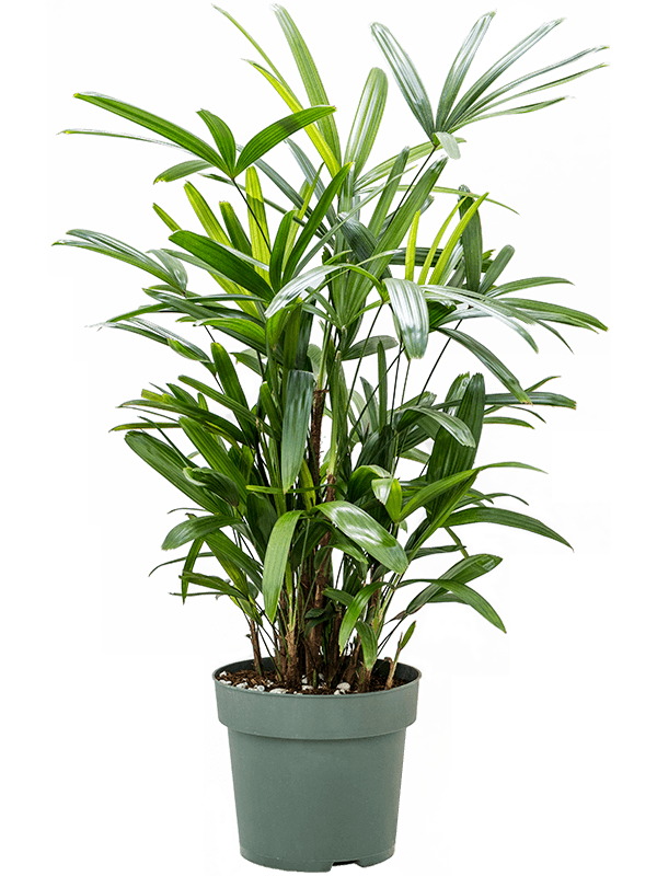 
                  
                    Rhapis exelsa
                  
                