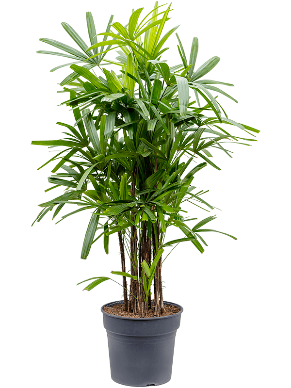 un rhapis exelsa, palmier bambou lady plam de 150 cm a vendre pour particulier ou profesionnel dans la jardinerie  Natura-Béziers 