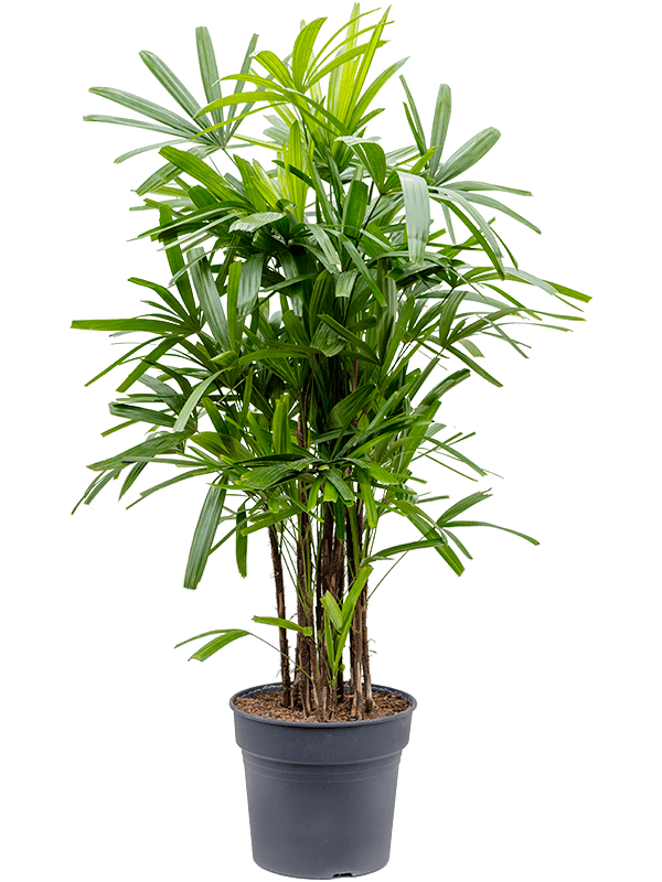 
                  
                    un rhapis exelsa, palmier bambou lady plam de 150 cm a vendre pour particulier ou profesionnel dans la jardinerie  Natura-Béziers 
                  
                