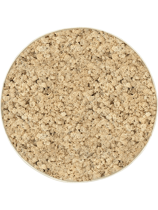 Tableau rond de mousses végétale stabilisée  ( lychen nature )